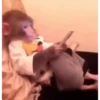 Macaquinho vida Loka 🫨 10