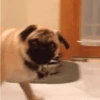 Funny Animals 12