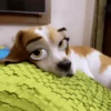 🐶🐱Animales con filtro😂👀 7