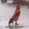 Lluvia  15
