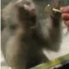 Macacos 10