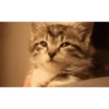 Gatitos cute 8