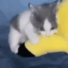 ANIMALITOS 🥺😍 12