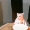 Beijo de gato 23