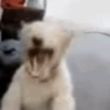 Banana cat 27