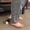 Gatos 15