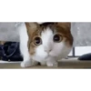 Memes gatitos 17