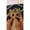 Animated stickers 5