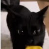 GATITOS 😸 6