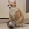 😻🐈‍⬛ Cats 5 M Tiktok 📱 7