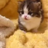 Gatos 13