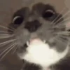 ANIMALITOS 🥺😍 14