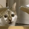 😽 Gatitos Que Necesitas 😻 6