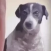 Só doguin🐶 12