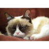 Memes gatitos 18