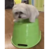 Banana cat 24