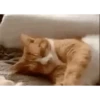 Memes gatitos 20