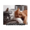 Gatos responden 🐱🌟 10