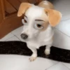 🐶🐱Animales con filtro😂👀 20