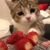 😽GATITOS CURA DEPRESIÓN😽 15