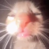 😽 Gatitos Que Necesitas 😻 13