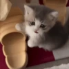Gatos 😺/⁠ᐠ⁠｡⁠ꞈ⁠｡⁠ᐟ⁠\ 9