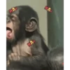 Animasi 16