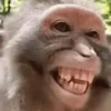 Macacos 7