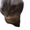 Animales Tiktoks 🤣 11