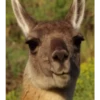 Funny Animals 22