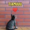 SÓ GATINHOS 🐈 10