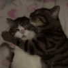 GATITOS 😸 7