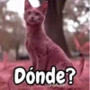 Gatos expresivos random 🐈💬 7