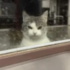 Котики для чата 🐾💬 19