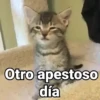 🤎Gatitos con Frases⓷🐈‍⬛😼 7