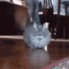 😽 Gatitos Que Necesitas 😻 9