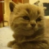 🐱🔖Gatitos Mov🐈♥ 12