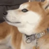 Animal Shiba Cute 11
