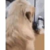 Animal funny 13