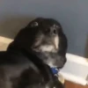 Só doguin🐶 6