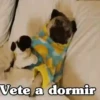 ✴️💚Funny Dogs🐶✴️ 14