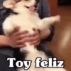 ✴️💚Funny Dogs🐶✴️ 13