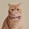 🐱🔖Gatitos Mov🐈♥ 16