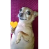 Simon perro bailarin 13