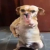 टिकटॉक के पिल्ले 🐶🎵  6