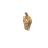 Gatinho 23