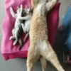Gatos 😺/⁠ᐠ⁠｡⁠ꞈ⁠｡⁠ᐟ⁠\ 8