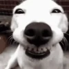 Funny Animals reactions🤣 30
