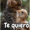 Gatos expresivos random 🐈💬 10