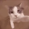 ANIMALITOS 🥺😍 6